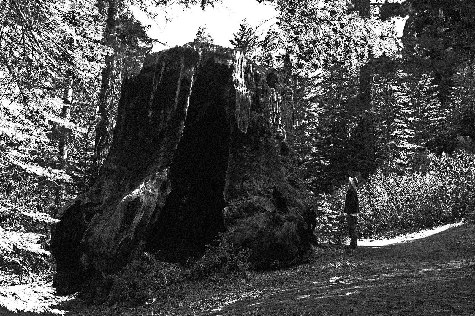 Chicago Stump