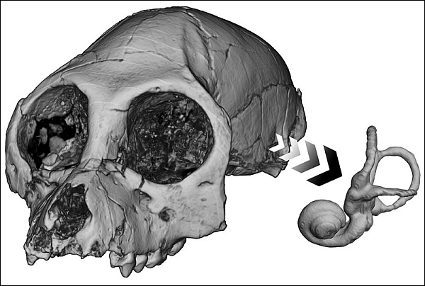 Череп и костный лабиринт вымершей узконосой обезьяны Aegyptopithecus zeuxis