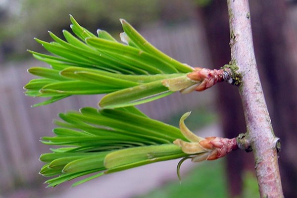 Metasequoia-glyptostroboides-4