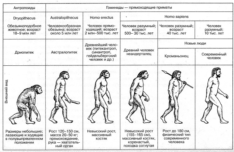 От обезьяны к человеку: десять шагов антропогенез, древний человек, эволюция