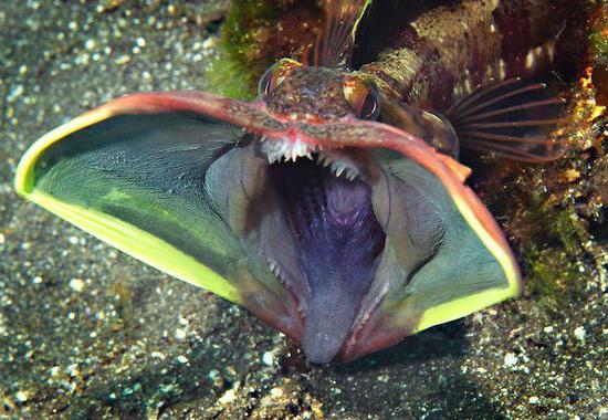  10 ужасающих морских чудовищ