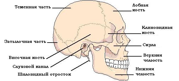 кости черепа человека строение