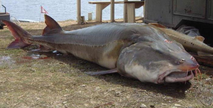самая большая пресноводная рыба в южной америке