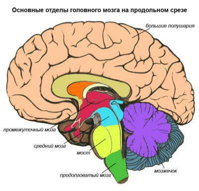 головной мозг новорожденных