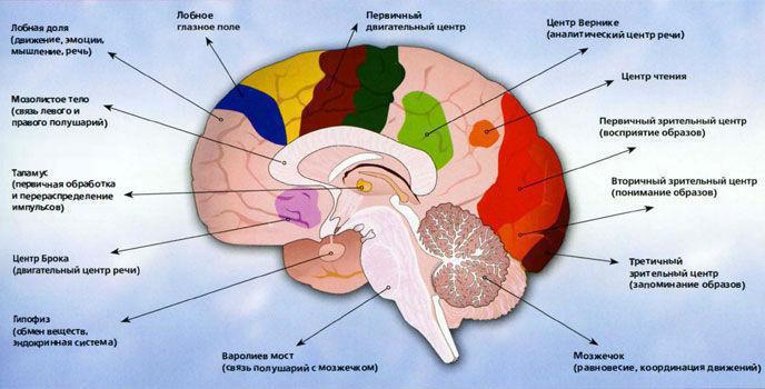 состояние мозга