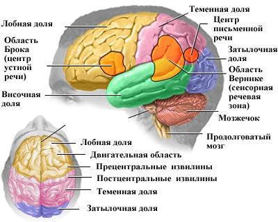 рефлекс мозга