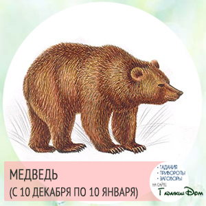Медведь (с 10 декабря по 10 января)
