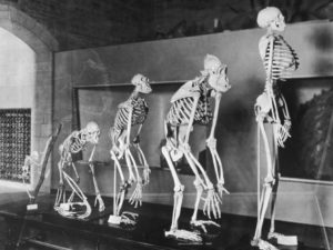 Эволюция скелета человека