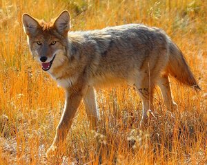 Койот (Canis latrans)