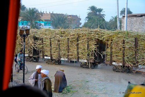 сахарный тростник, египет