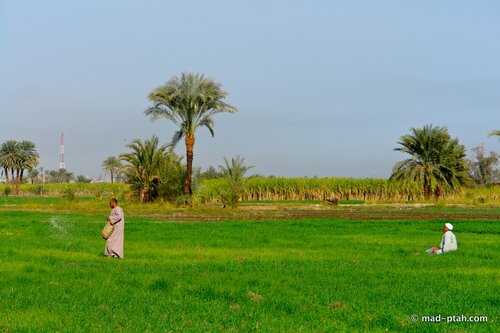рис, египет