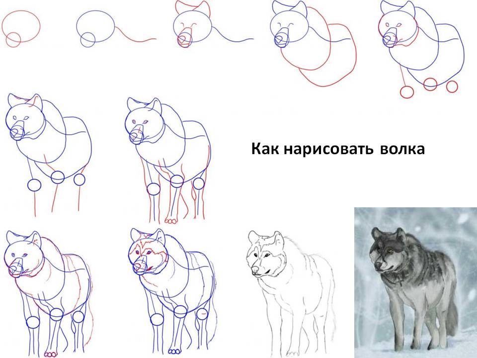 Как нарисовать волка