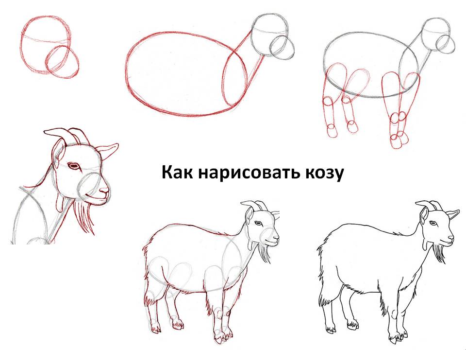 Как нарисовать козу