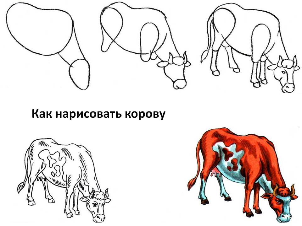 Как нарисовать корову