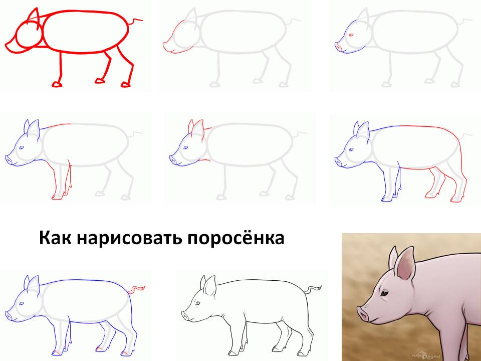 Как нарисовать свинью