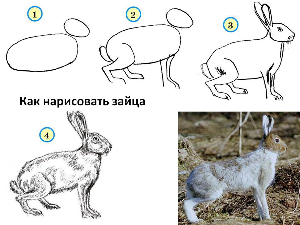 Как нарисовать зайца