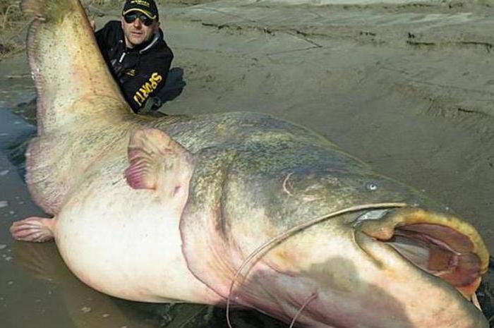 топ 10 самых больших пресноводных рыб