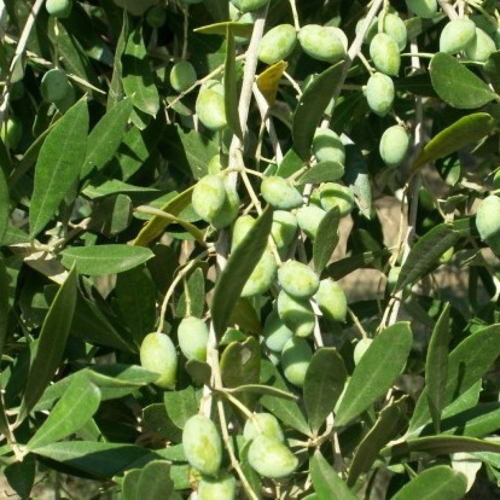 оливки маслины Греции