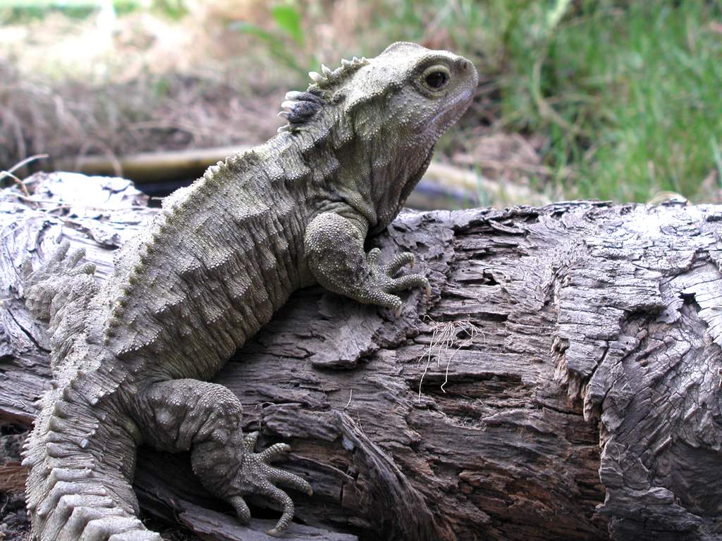 Sphenodon punctatus