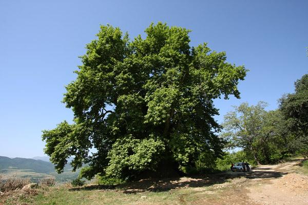 Самые древние деревья на Земле