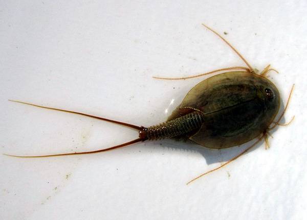 Летний щитень (Triops cancriformis), фото ракообразные фотография