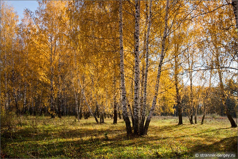 Лесостепь Березовая роща