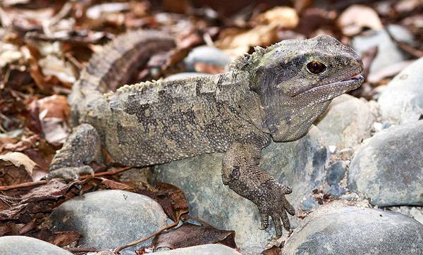 Гаттерия, туатара (Sphenodon punctatus), фото рептилии фотография