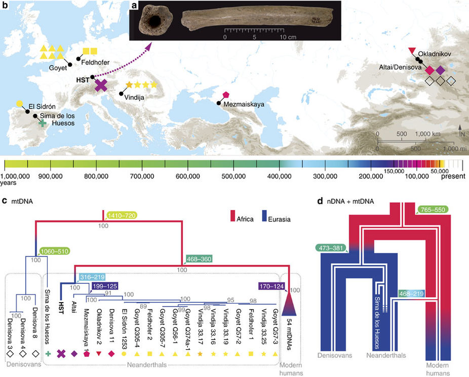  a) Изображение бедренной кости из Холенштайн-Штадель; b) Карта местонахождений древних гоминин, из которых была получена полная мтДНК; c) Родословное дерево современных людей, неандертальцев, денисовцев и гейдельбергского человека из Сима де лос Уэсос на основании данных по мтДНК. В «узлах» на цветном фоне указаны датировки ветвления; d) Родословное дерево неандертальцев, денисовцев и сапиенсов: широкие линии — по ядерной <abbr lang="ru" title="Дезоксирибонуклеиновая кислота">ДНК</abbr>, узкие линии — по мтДНК.