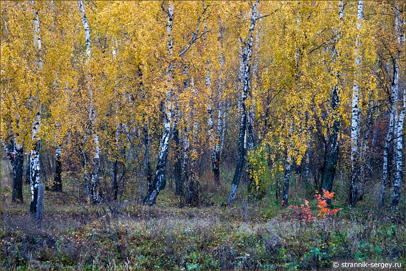 Лесостепь Березовая роща