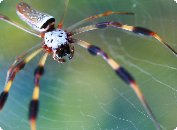 Паук-золотопряд (лат. Nephila)