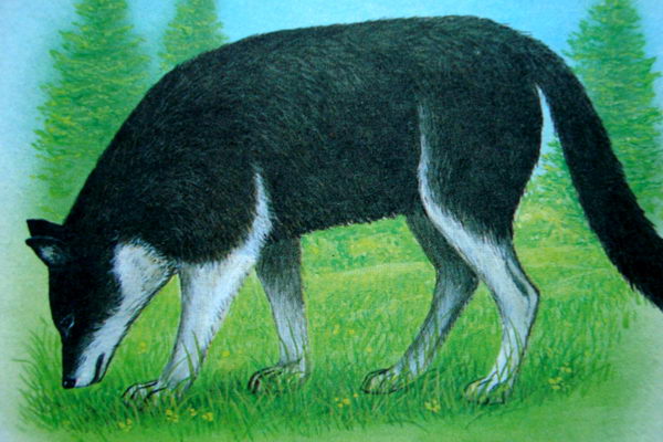Японский волк (Canis lupus hattai)