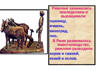 Римляне занимались земледелием и выращивали:пшеницу,ячмень,виноград,лен.В Риме р