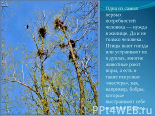 Одна из самых первых потребностей человека — нужда в жилище. Да и не только чело