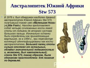 Австралопитек Южной Африки Stw 573 В 1978 г. был обнаружен наиболее древний авст