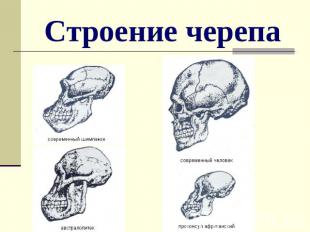 Строение черепа