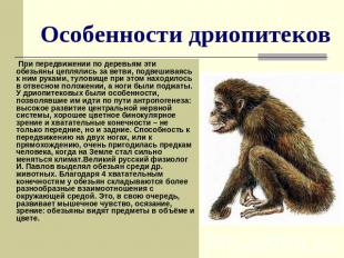 Особенности дриопитеков При передвижении по деревьям эти обезьяны цеплялись за в