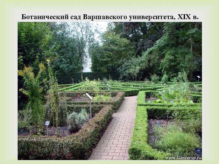 Ботанический сад Варшавского университета, XIX в. 