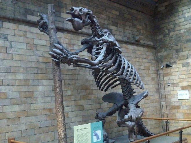 ÐÐ°ÑÑÐ¸Ð½ÐºÐ¸ Ð¿Ð¾ Ð·Ð°Ð¿ÑÐ¾ÑÑ natural history museum, london