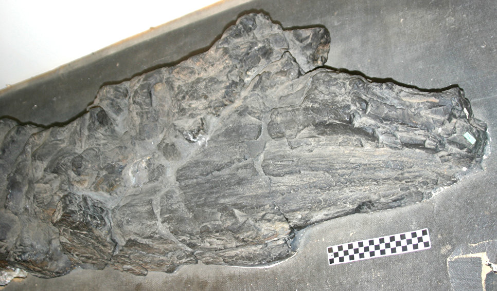 Ископаемый прототаксит девонского периода.C BY-SA 4.0 / G.J. Retallack / Apex opf the &amp;quot;Schunnemunk tree&amp;quot; of Prototaxites loganii from the middle Devonian Bellvale Sandstone near Monroe, New York
