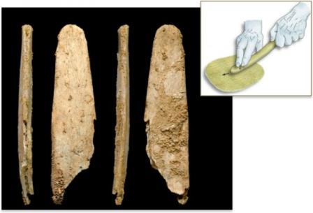 Окаменелости костяных орудий, которые, вероятно, использовались для обработки шкур животных