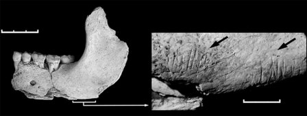 Челюсть из Эль Сидрон. Показаны следы каменных орудий - свидетельство каннибализма.