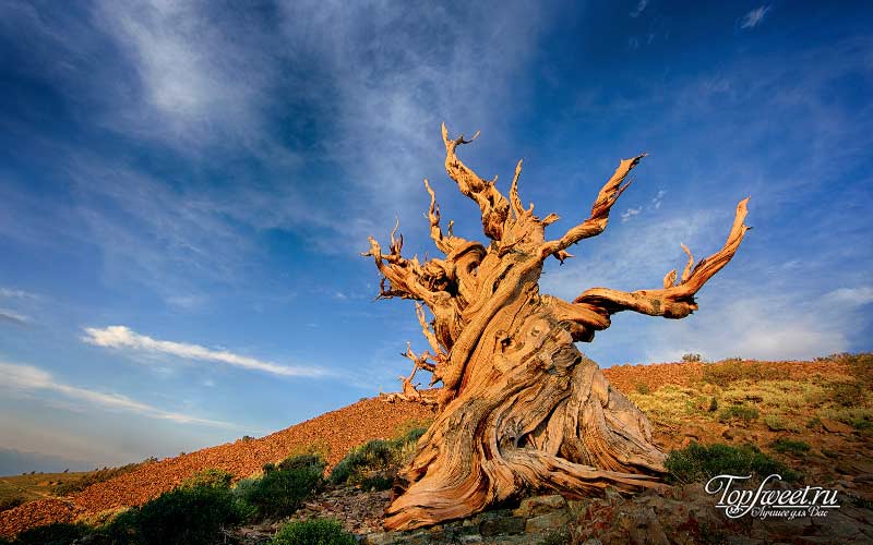 methuselah tree