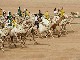 Бедуинские гонки на верблюдах