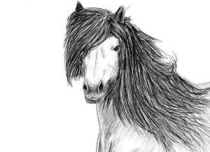 как нарисовать лошадь карандашом поэтапно 29