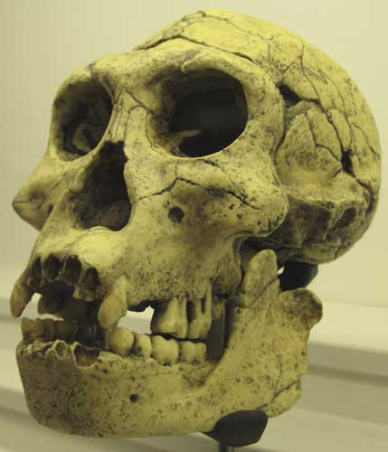 Человек прямоходящий (Homo erectus (georgicus)), череп