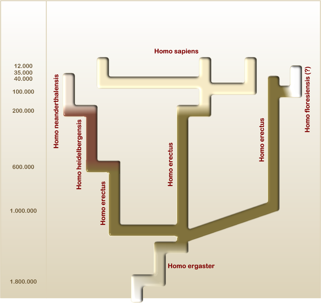 Гипотетическое эволюционное древо рода Homo. Человек флоресский — правое верхнее ответвление, предположительно потомок человека прямоходящего