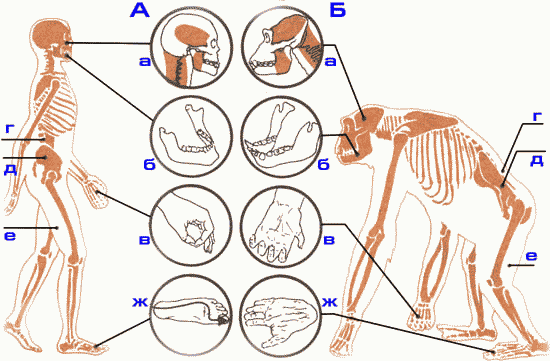 Различие скелетов человека и обезьяны