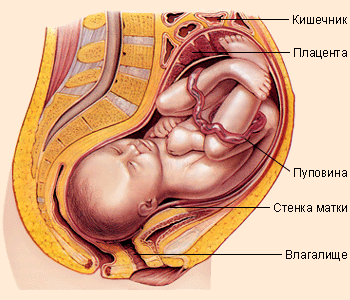 Положение плода в животе у матери