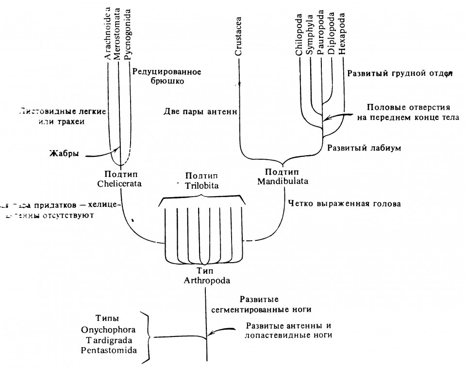 Рисунок 2.5. Гипотетическое родословное древо членистоногих