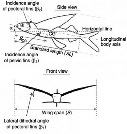 Схема полета летучей рыбы.